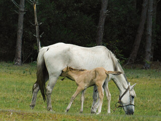 Obraz na płótnie Canvas white horse and foal suckling