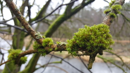 Dense and lush forest moss growing on a tree and different lichens