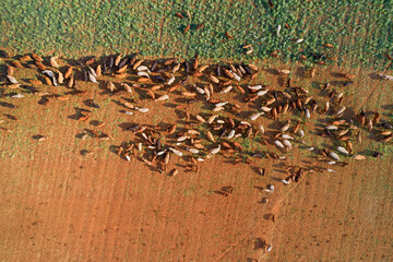Aerial view of strip grazing by a herd of cattle with movable electrical fencing