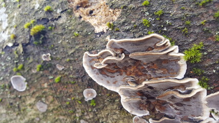 Most polypores are edible or at least non-toxic. Bracket fungi, or shelf fungi produce shelf- or...