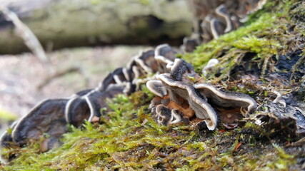 Most polypores are edible or at least non-toxic. Bracket fungi, or shelf fungi produce shelf- or bracket-shaped or occasionally circular fruiting bodies called conks. They are mainly found on tree