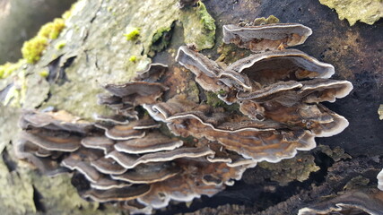 Most polypores are edible or at least non-toxic. Bracket fungi, or shelf fungi produce shelf- or bracket-shaped or occasionally circular fruiting bodies called conks. They are mainly found on tree