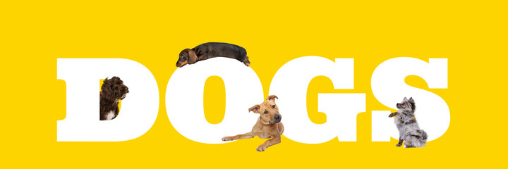 A group of four dogs around white letters written dogs