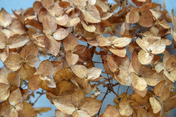 Macro photo of dry Hydrangea flower on gray background, texture for designers, beautiful pattern. Details of brown petals. Hydrangea macrophylla. Close-up.