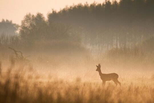 roe deer in the morning