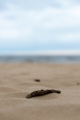 Vertical photo of interesting curvy wooden stick is lying on yellow sandy Baltic Sea beach before sunset. In blurry background is visible blue sea and horizon for blue and white sky