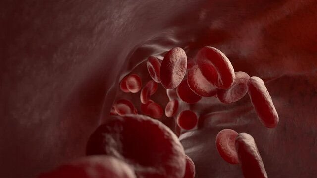 Red blood cells in the vein. 3D animation