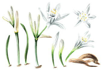 Pancratium maritimum or Lily of Sharon set, plant on the sand. Hand drawn watercolor illustration, isolated on white background