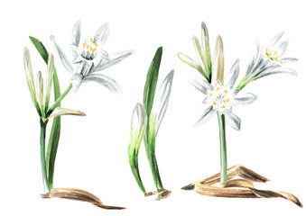 Pancratium maritimum or Sharon's Lily set, plant on the sand. Hand drawn watercolor illustration, isolated on white background