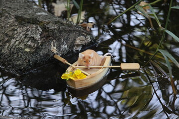 Cute fat mouse sails the river on boat; courageous tourist. Summer travel, tourism, adventure. Fun...