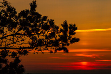 Fototapeta na wymiar Evergreen pine tree branch´s silhouette at yellow, orange, red sunset on background