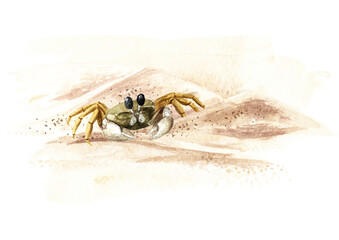 Small sea crab on the beach sand. Hand drawn watercolor illustration isolated on white background