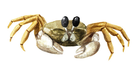 Small sea crab. Hand drawn watercolor illustration isolated on white background