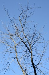 Winter tree
