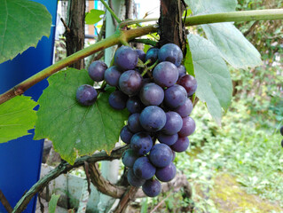 A bunch of black ripe grapes in the garden on a branch.