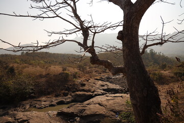 the tree behind nature in the summer season with brown grass