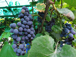 A bunch of black ripe grapes in the garden on a branch.