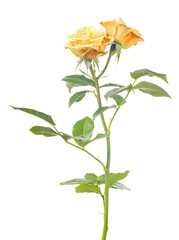 fine rose with two bright yellow blooms on white