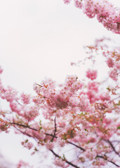 Obraz premium pink cherry blossom in spring
