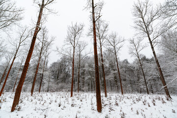 winter forest in the snow