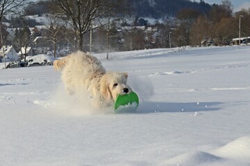 Sechs Monate alter Goldendoodle apportiert Frisbee im tiefen Schnee