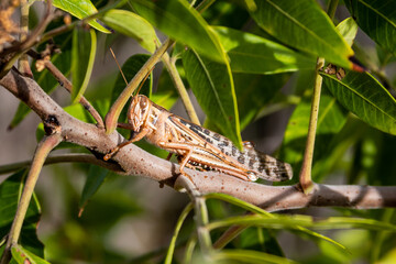Grasshopper sitting on a branch surrounded by leaves.