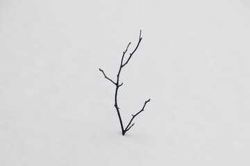 Lonely dry branch on a background of white snow. Minimal concept. Copy, empty space for text