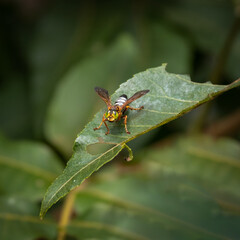 Green Eyed Wasp on a leaf.
