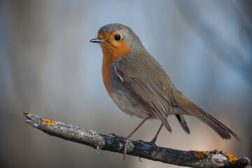 robin perched on a fence