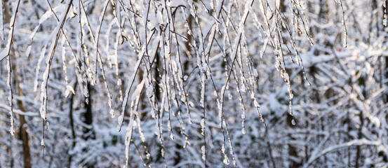 Hanging tree twigs with frozen snow.