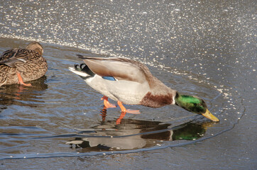 Eine Ente auf dem Wasser, mit einer Eisfläche