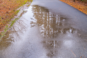 Puddle reflection on the trail