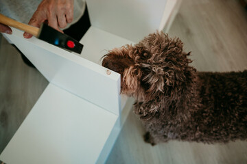 .Middle aged woman with white hair assembling new furniture for her house accompanied by her brown spanish water dog