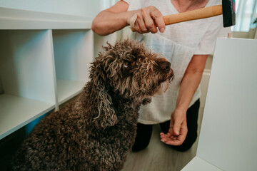 .Middle aged woman with white hair assembling new furniture for her house accompanied by her brown spanish water dog