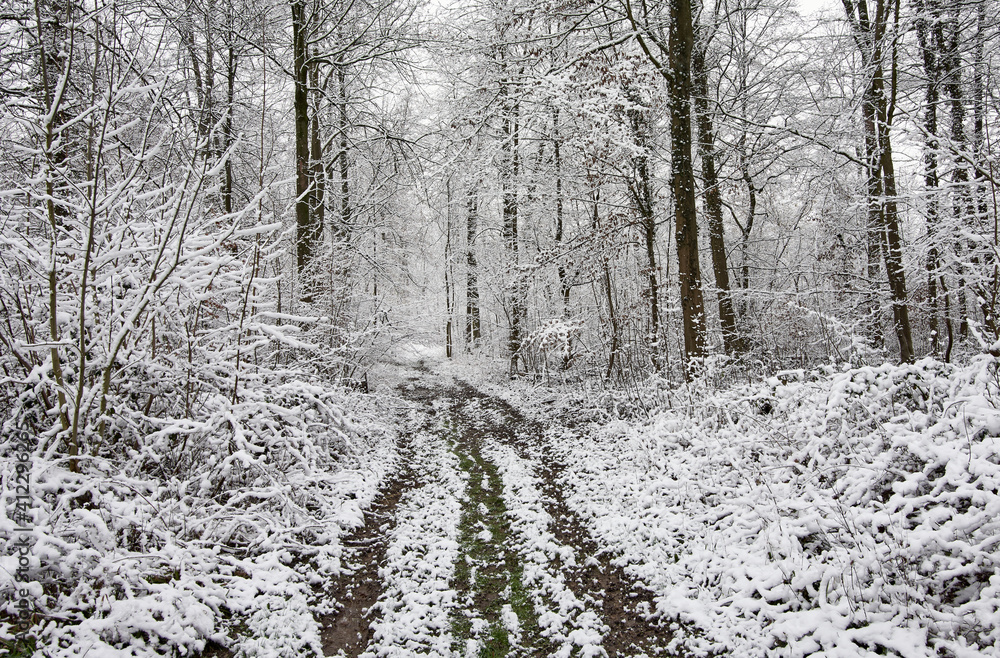 Wall mural Path through snowy forest with snow covered trees in cold winter. 