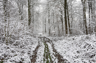 Path through snowy forest with snow covered trees in cold winter. 