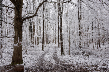 Footpath leading through winter forest with snow covered trees.