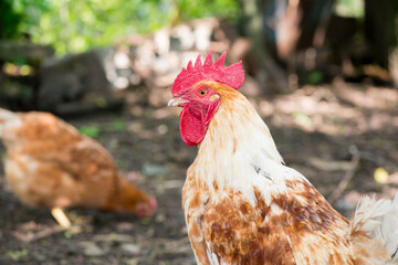 Front view portrait of brightly colored cockerel face. Colorful rooster with a beautiful head close-up.