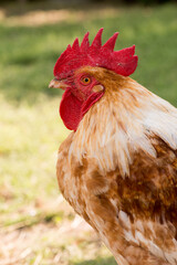 Front view portrait of brightly colored cockerel face. Colorful rooster with a beautiful head close-up.