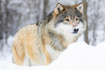 Close-up portrait of a beautiful wolf in the cold winter
