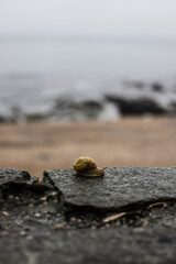Caracol paseando sobre piedra con el mar de fondo