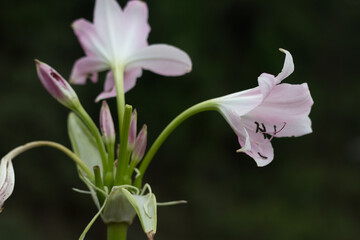 close up of a pink lily