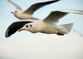 seagull flying in the sky