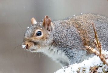 squirrel in the snow