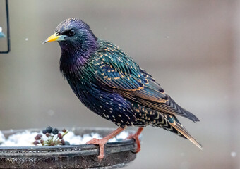 starling feeding