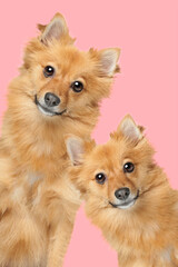portrait of two mixed breed fluffy dogs