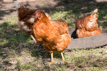Complimentary assortment of chicken at a traditional poultry farm