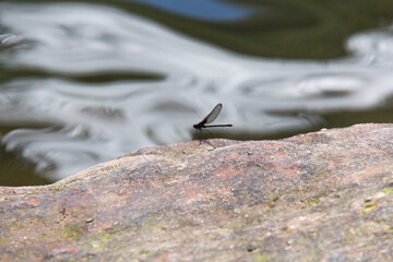 dragon-fly  on the rock