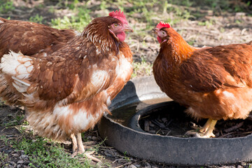 Complimentary assortment of chicken at a traditional poultry farm