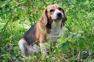 Beagle para sempre!